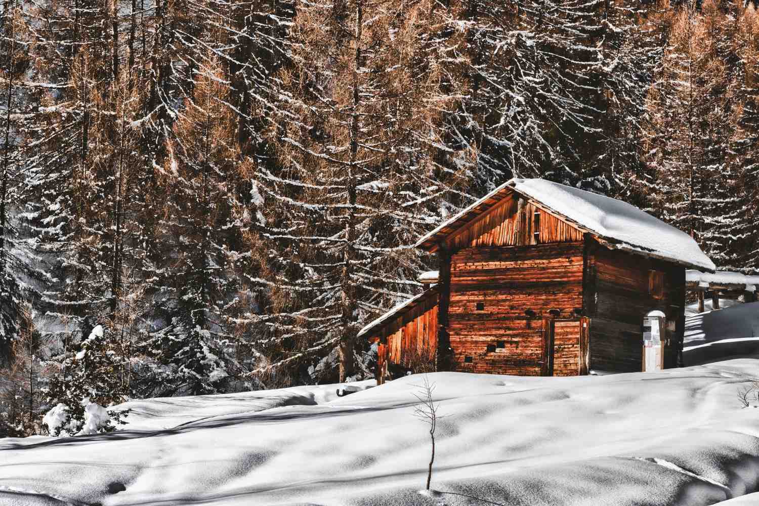 Snowy cabin in the woods